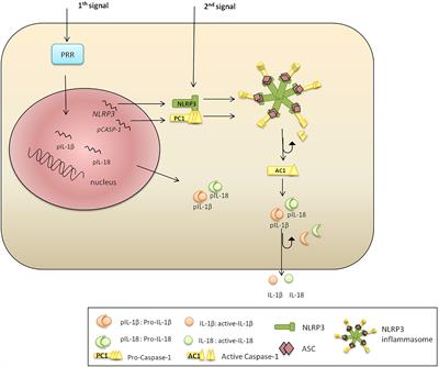 MicroRNA Post-transcriptional Regulation of the NLRP3 Inflammasome in Immunopathologies